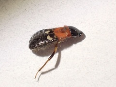 Prostemma sanguineum