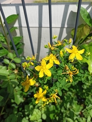 Hypericum perforatum