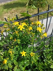 Hypericum perforatum