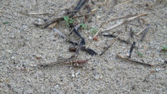 Heliastus sumichrasti