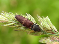 Diacanthous undulatus