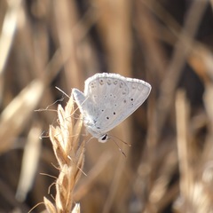 Polyommatus albicans