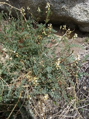 Astragalus douglasii parishii