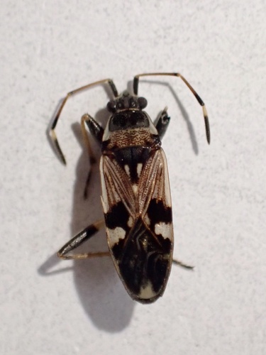Coastal groundbug photo 3