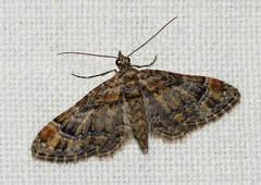 Gymnoscelis rufifasciata