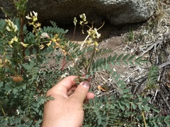 Astragalus douglasii parishii