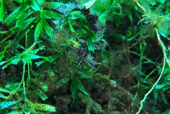 Cristiceps australis