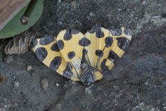 Pantherodes pardalaria