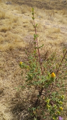 Angiospermae
