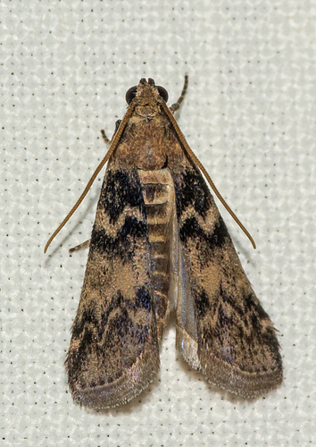 Ash-bark Knot-horn, Binnenstad, Utrecht, Netherlands, photo 6 of 10
