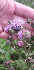Cirsium arvense