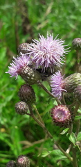 Cirsium arvense