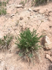 Musineon tenuifolium