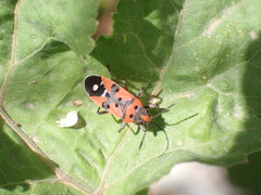 Lygaeus equestris