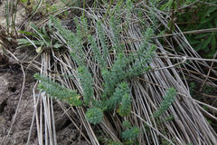 Linum monogynum monogynum