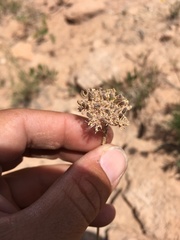 Musineon tenuifolium