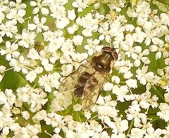 Leucozona laternaria