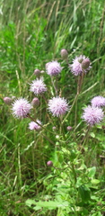 Cirsium arvense