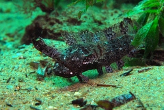 Cristiceps australis