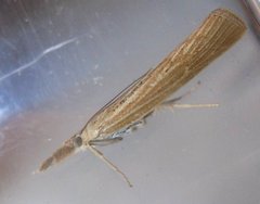 Pediasia dorsipunctellus