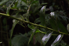 Epidendrum exasperatum
