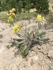 Eriogonum flavum
