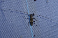 Acanthocinus griseus