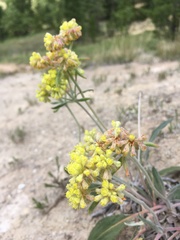 Eriogonum flavum