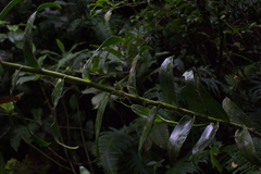 Epidendrum exasperatum