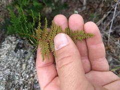 Myriopteris clevelandii