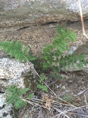 Myriopteris clevelandii