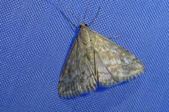 Evergestis frumentalis