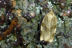 Choristoneura hebenstreitella