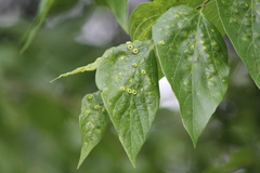 Pachypsylla celtidismamma