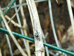 Paraphidippus aurantius