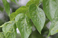 Pachypsylla celtidismamma