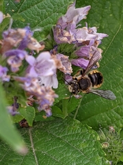 Anthidium manicatum