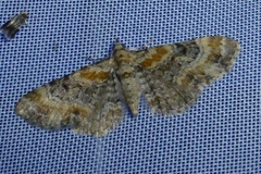 Eupithecia pulchellata