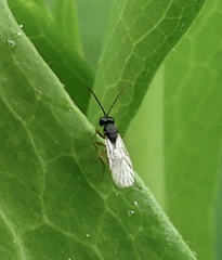 Aulacidea