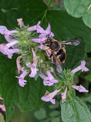 Anthidium manicatum