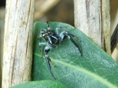 Paraphidippus aurantius
