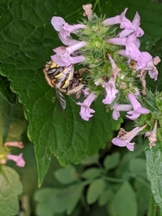 Anthidium manicatum