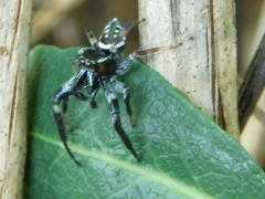 Paraphidippus aurantius