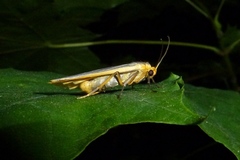 Eilema lurideola