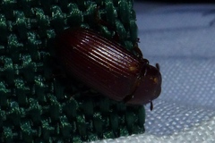 Uloma culinaris