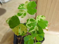 Phytomyza aquilegivora