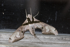Adhemarius gannascus