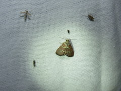 Phoenicophanta modestula
