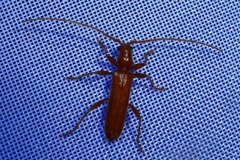 Axinopalpis gracilis