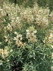 Lupinus albicaulis